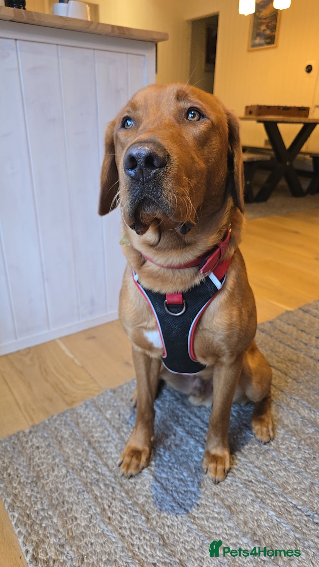 Labrador Retriever dogs for stud: Fox Red Labrador Retriever for Stud - Image 3