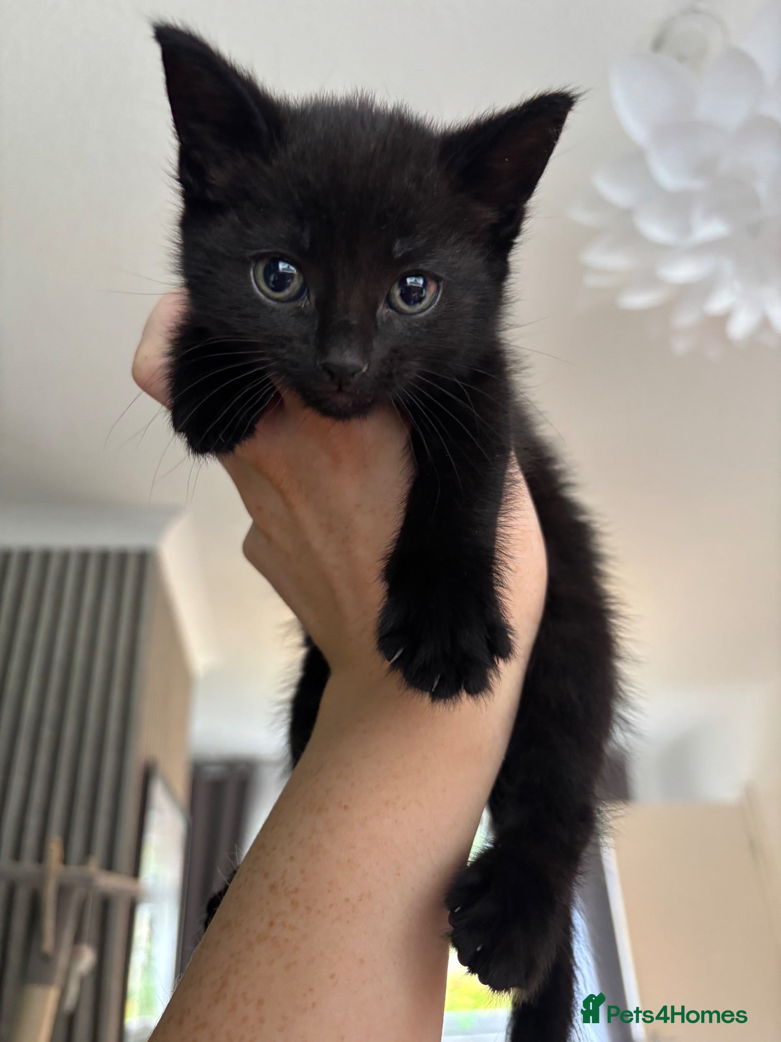 Mixed Breed cats  1 all black kitten (female) - Advert 8