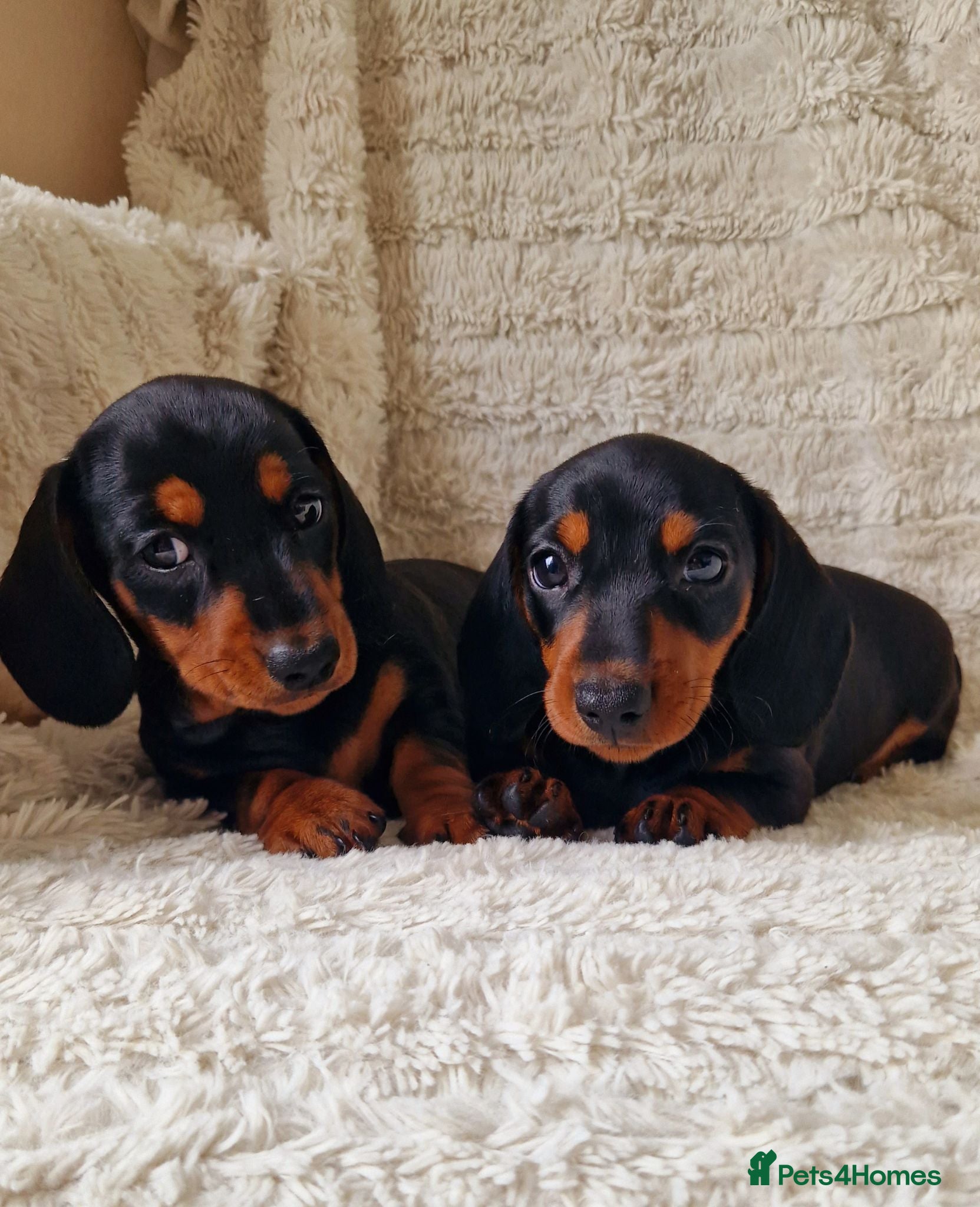 Miniature Dachshund dogs Champion UK & RUSSIAN Mini Smooth Dachshund  - Advert 1