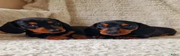 Miniature Dachshund dogs for sale: Champion UK & RUSSIAN Mini Smooth Dachshund  - Advert 1
