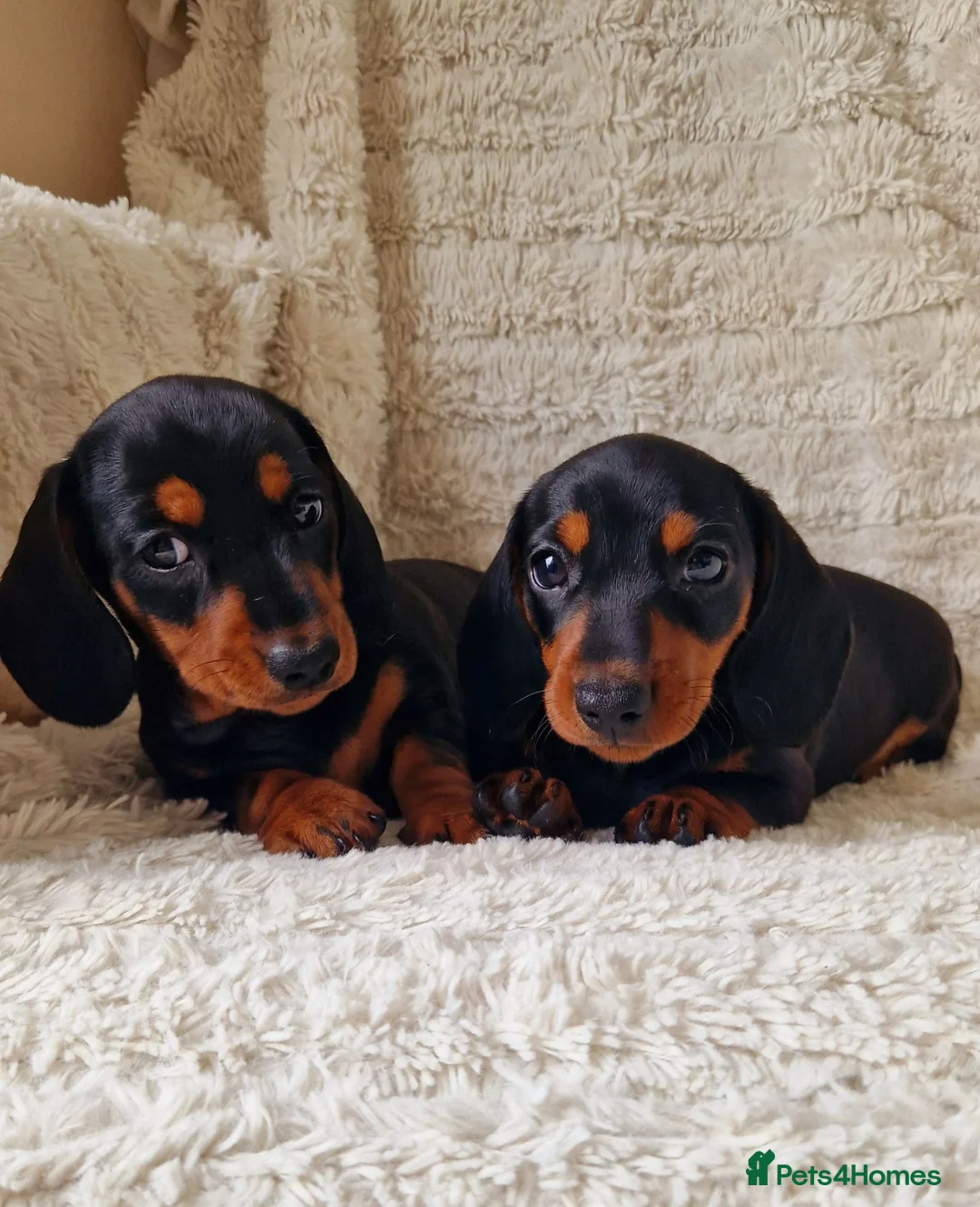 Miniature Dachshund dogs for sale: Champion UK & RUSSIAN Mini Smooth Dachshund  - Advert 1