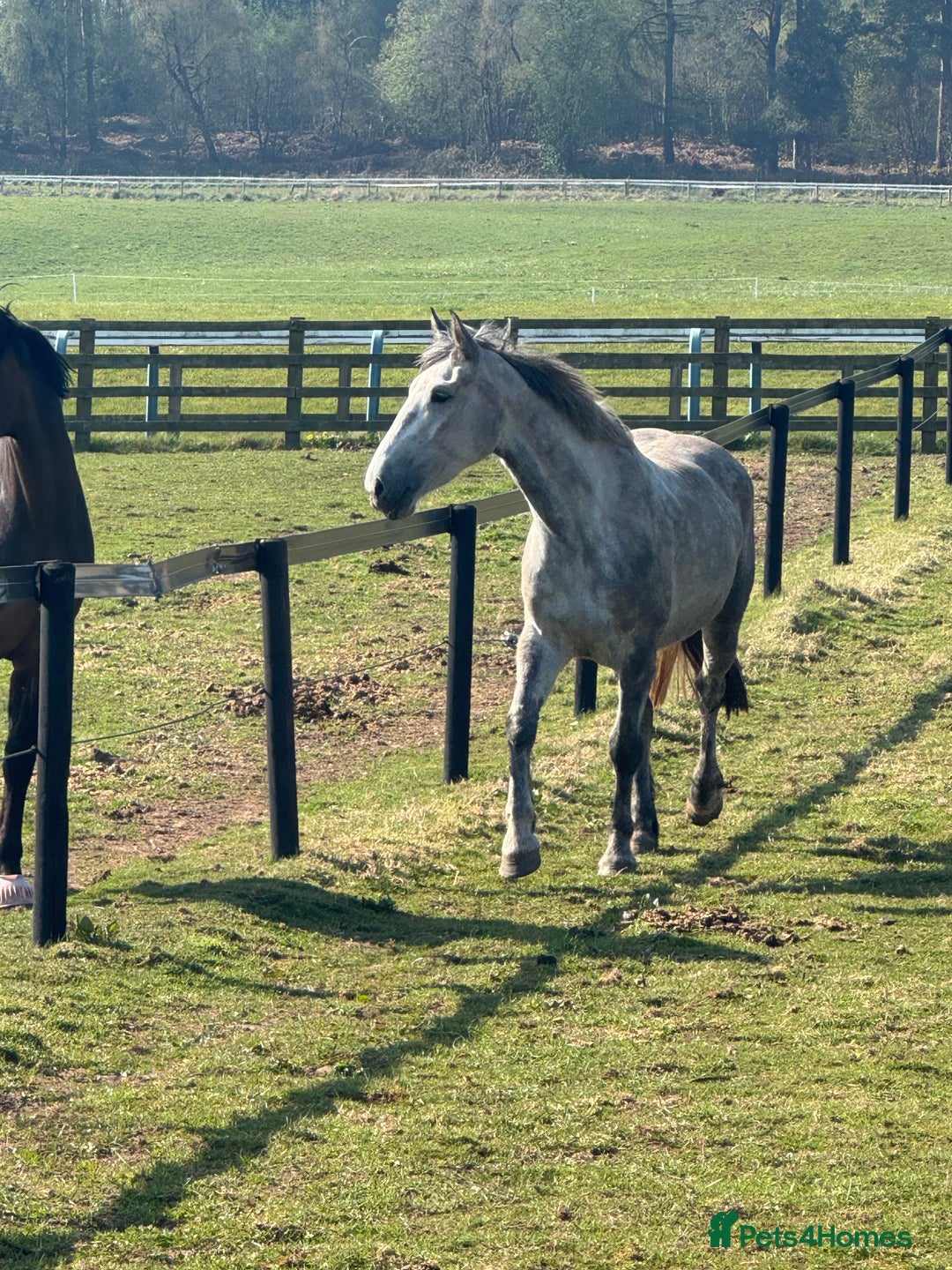 Irish Draught horses for sale: 16.3hh all round mare for sale  - Advert 18