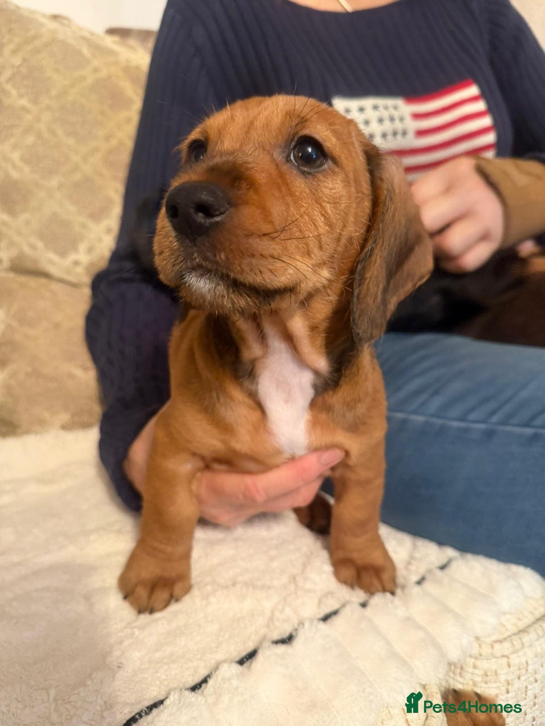 Dachshund dogs for sale: Tekel (wire haired dachshund) READY TO GO NOW - Advert 7