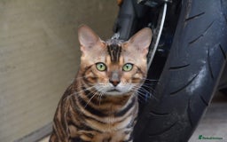 Bengal cats for stud: Impressive Stud Bengal TICA WCF reg in Harlow - Image 40