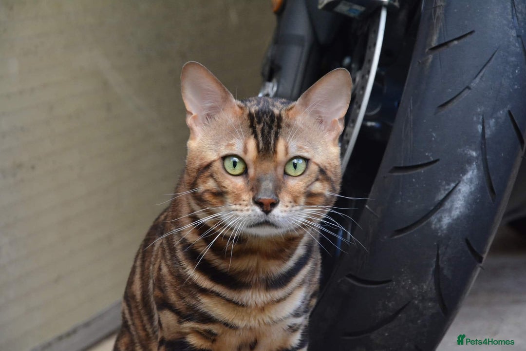 Bengal cats for stud: Impressive Stud Bengal TICA WCF reg in Harlow - Image 40
