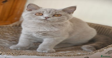 British Shorthair cats - Advert 3