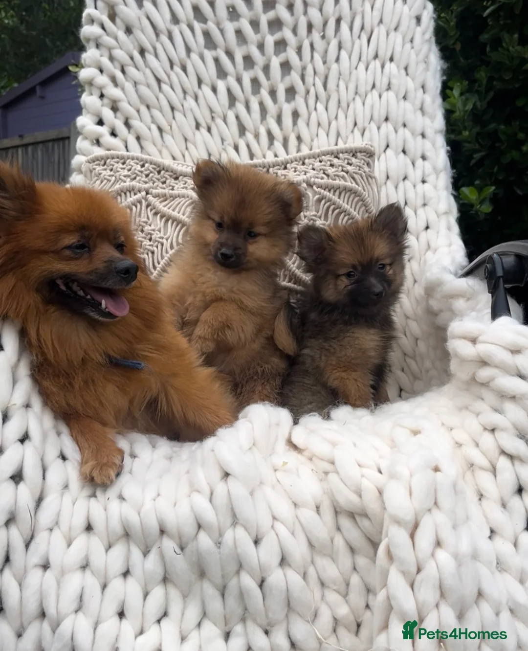 Pomeranian dogs for sale: 🧸 Teddy Bears 🧸 Tiny Pom babies  - Advert 2