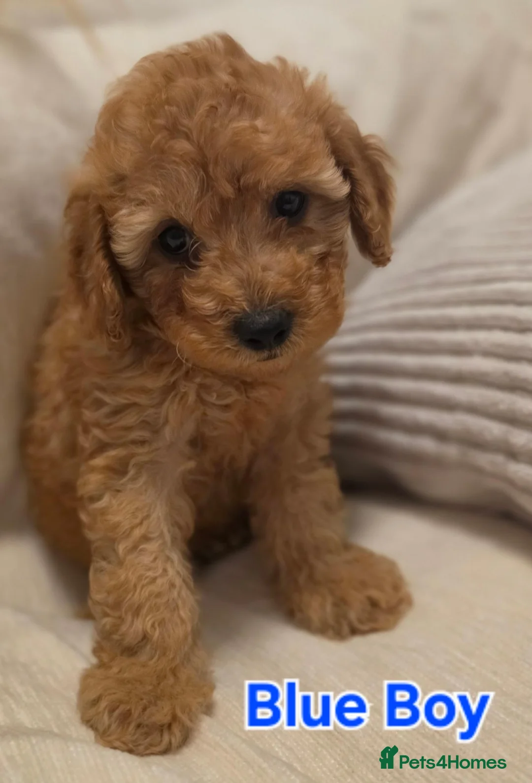 Maltipoo dogs for sale: 🐶4 beautiful maltipoo pups for sale🐶 - Advert 1
