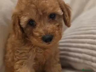 Maltipoo dogs 🐶4 beautiful maltipoo pups for sale🐶 - Advert 1