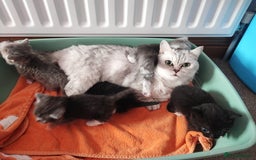Devon Rex cats for sale: Munchkin x Devon rex  - Image 17