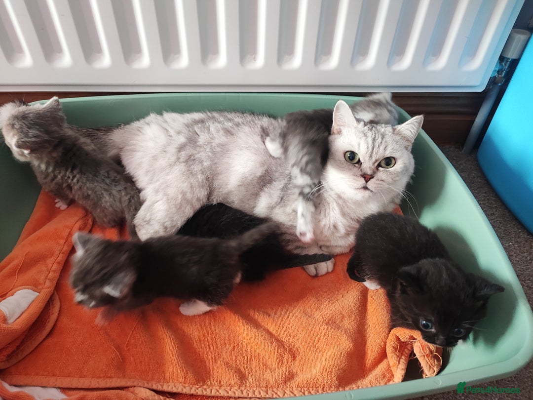 Devon Rex cats for sale: Munchkin x Devon rex  - Image 17