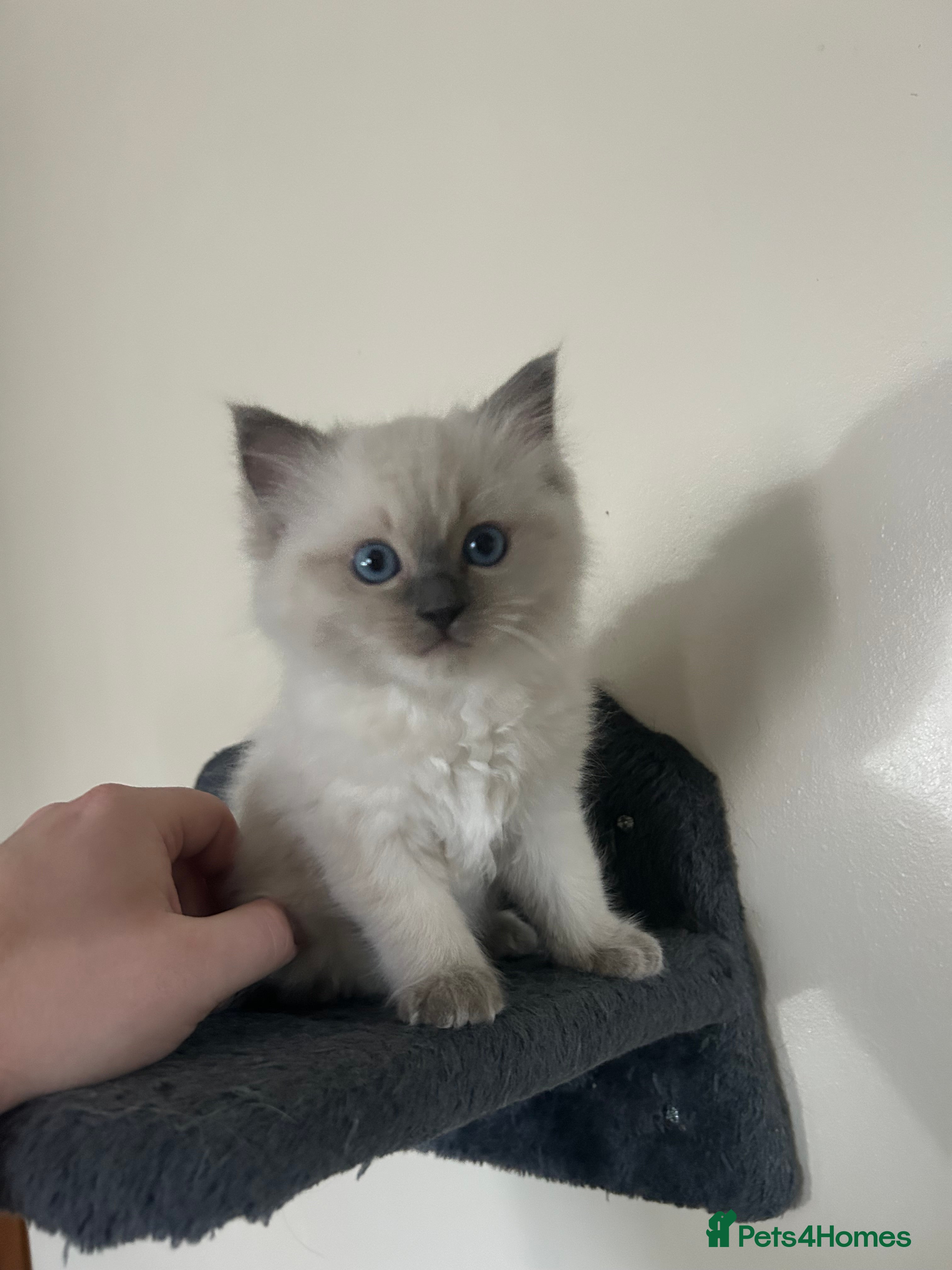 Ragdoll cats 🐾 TICA registered Ragdoll Kittens 🐾 - Advert 2