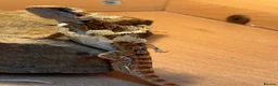 Bearded Dragon reptiles for sale: Baby bearded dragon and full set up in Ashton-under-Lyne - Advert 2