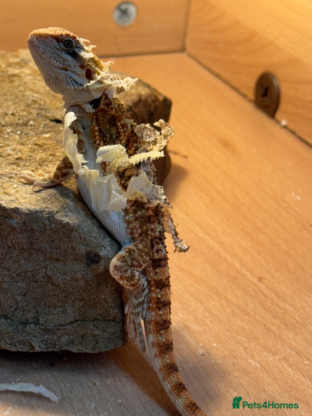 Bearded Dragon reptiles for sale: Baby bearded dragon and full set up in Ashton-under-Lyne - Advert 2