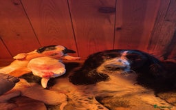 Sprocker dogs for sale: Beautiful working cocker spaniel pups FB1 - Advert 3