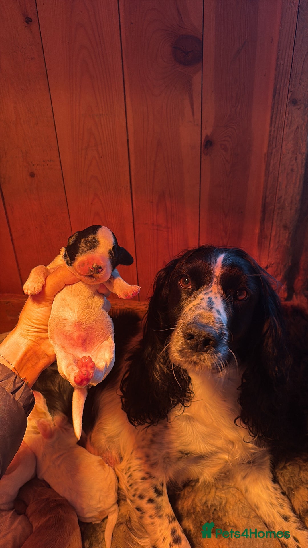 Sprocker dogs for sale: Beautiful working cocker spaniel pups FB1 - Advert 3