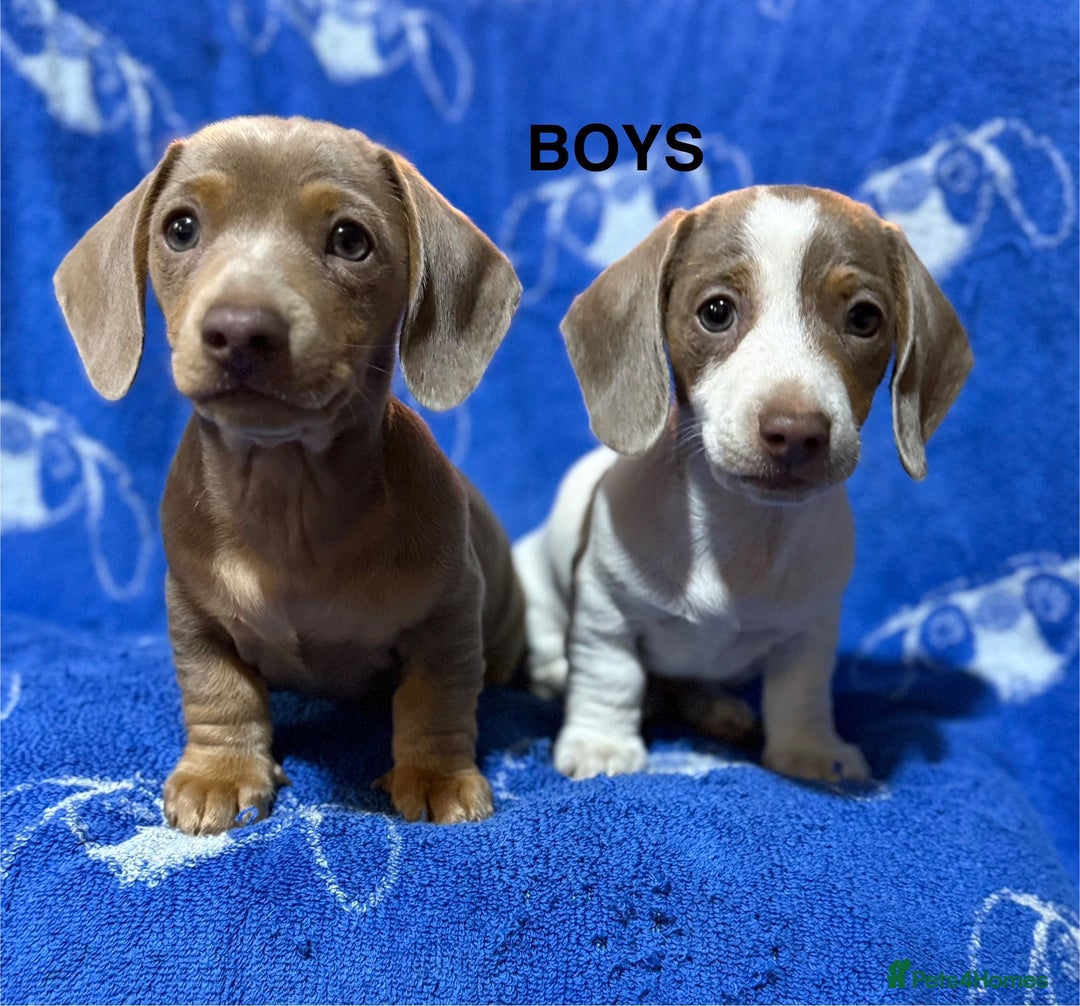 Dachshund dogs for sale: Dachshunds  - Image 10