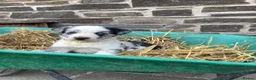 Border Collie dogs for sale: 5 Male Border Collie pups for sale in Builth Wells - Advert 1