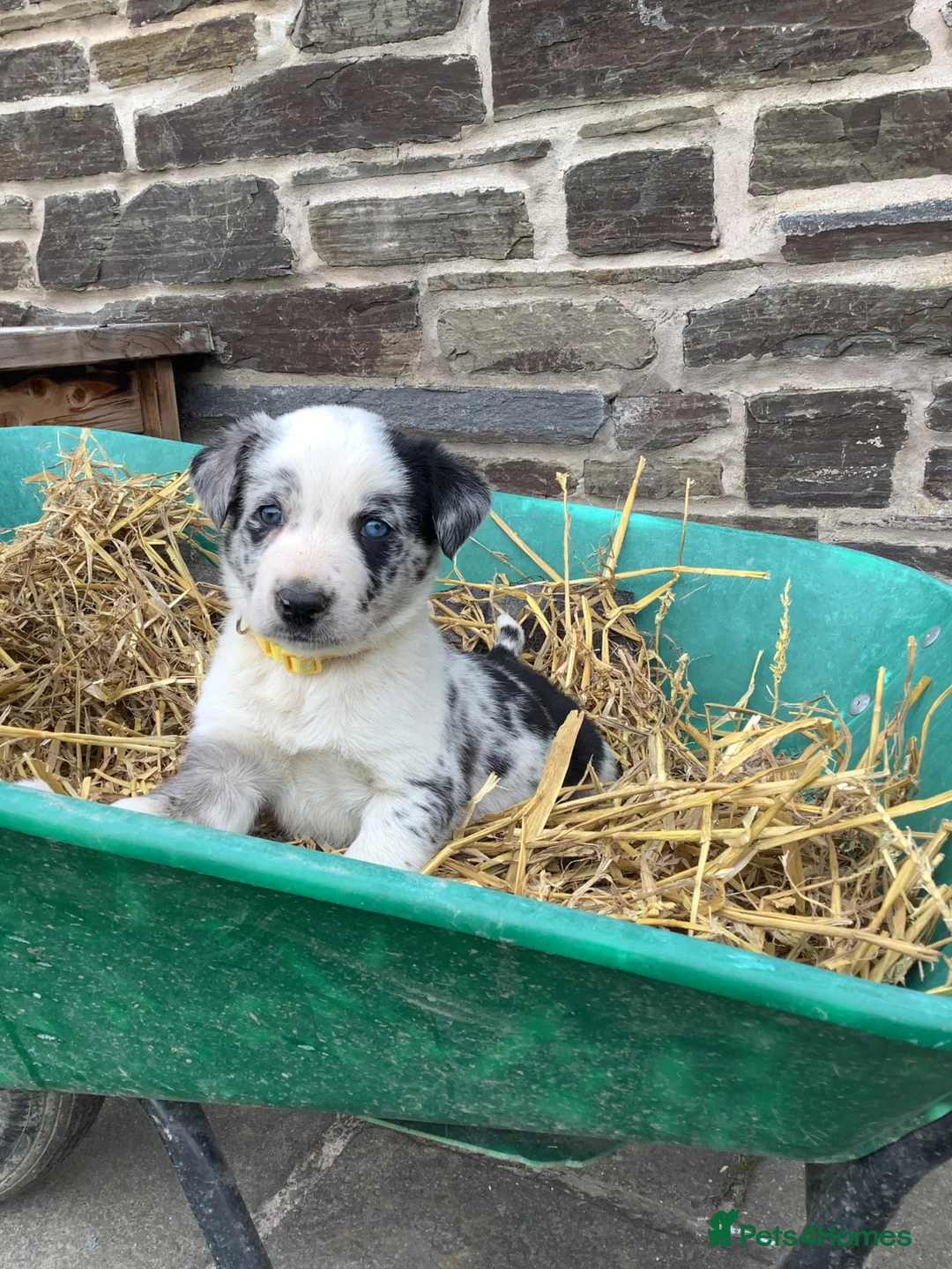 Border Collie dogs for sale: 5 Male Border Collie pups for sale in Builth Wells - Advert 1