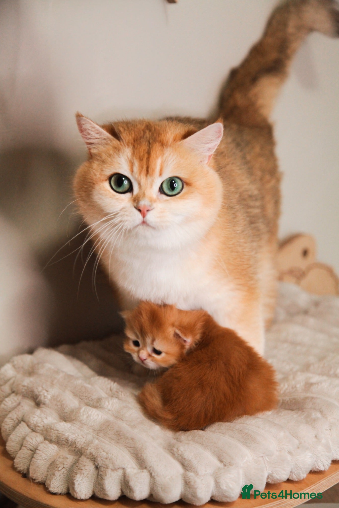 British Shorthair cats VET BRED LAP CAT GOLDEN BSH GCCF - Advert 2
