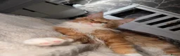 Maine Coon cats for sale: BEAUTIFUL BOY MAINE COON AVAILABLE  - Advert 3