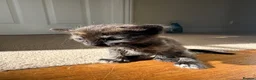 Mixed Breed cats for sale: Litter of 5 kittens  in Eye - Advert 7