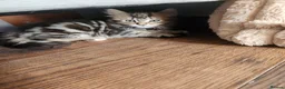 Maine Coon cats for sale: REDUCED due to buyer let down   Ginger girl  - Advert 36