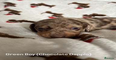 Miniature Dachshund dogs 🎄Miniature Dachshund Pups, KC Reg, PRA Clear🎄  - Advert 2