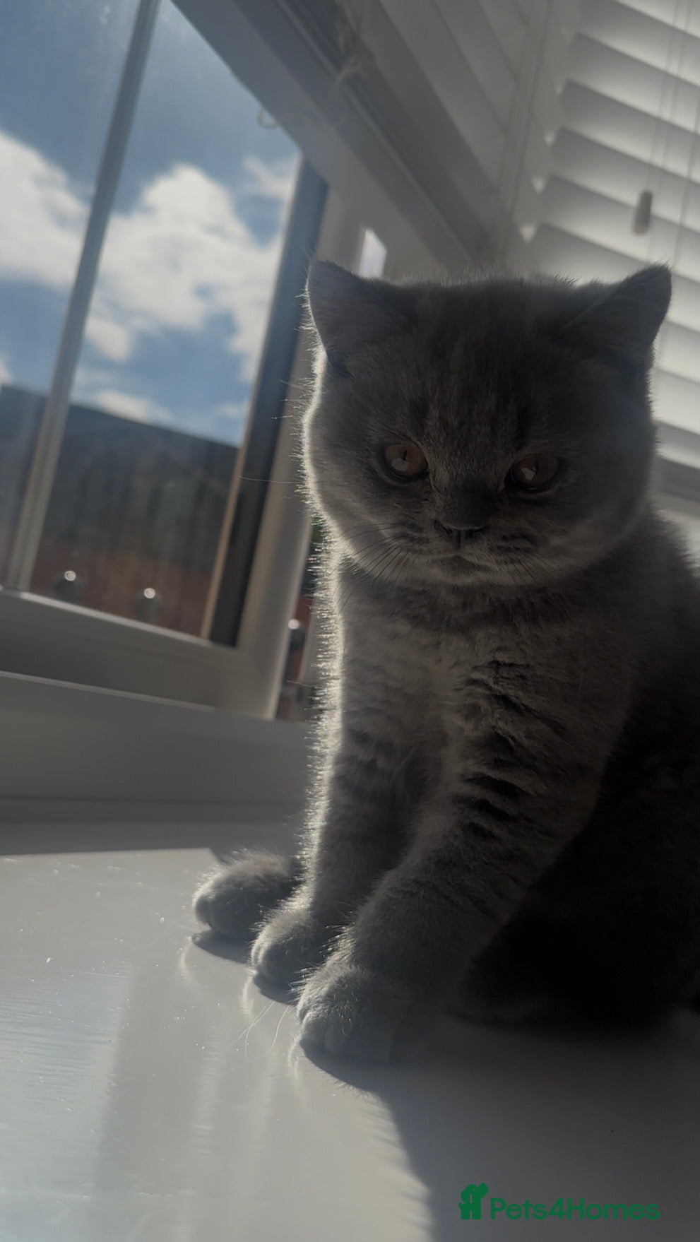 British Shorthair cats British Blue kittens  - Advert 1