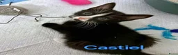 Mixed Breed cats for adoption: SAM, DEAN,CASTIEL, ROWENA, CHARLIE, NOVA - Advert 3