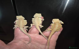 Bearded Dragon reptiles for sale: Bearded dragons  babies  - Image 30