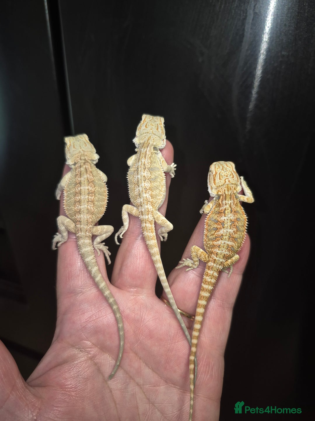 Bearded Dragon reptiles for sale: Bearded dragons  babies  - Image 30