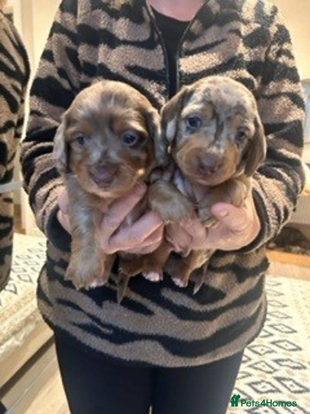 Dachshund dogs for sale: Dachshund Puppies - Advert 5