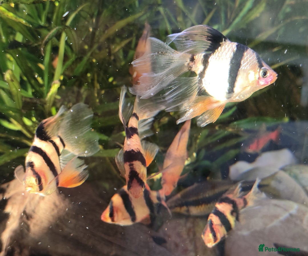 Other/Mixed Breed fish for sale: Mixed Tropical fish Molly/Blue Texas/Tiger barbs - Advert 20