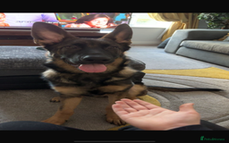 German Shepherd dogs for sale: 15 month old male German Shepherd Called BEAR, - Image 13