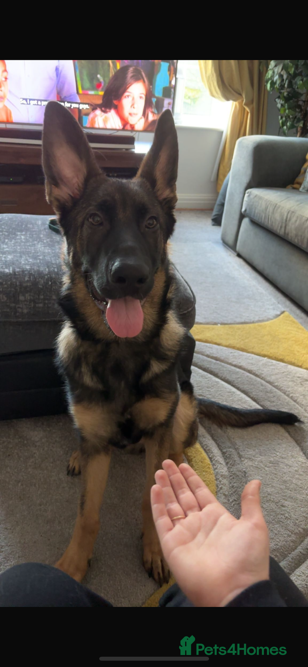 German Shepherd dogs for sale: 15 month old male German Shepherd Called BEAR, - Image 13