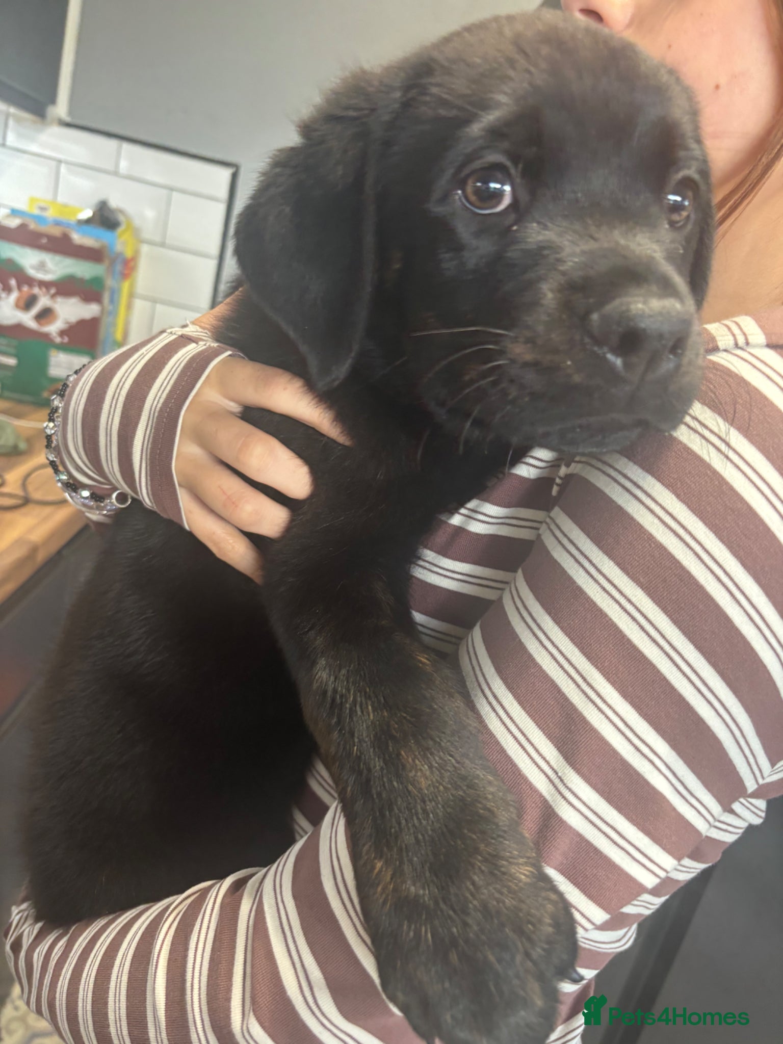Mixed Breed dogs Rottweiler x Presa Canario - Advert 8
