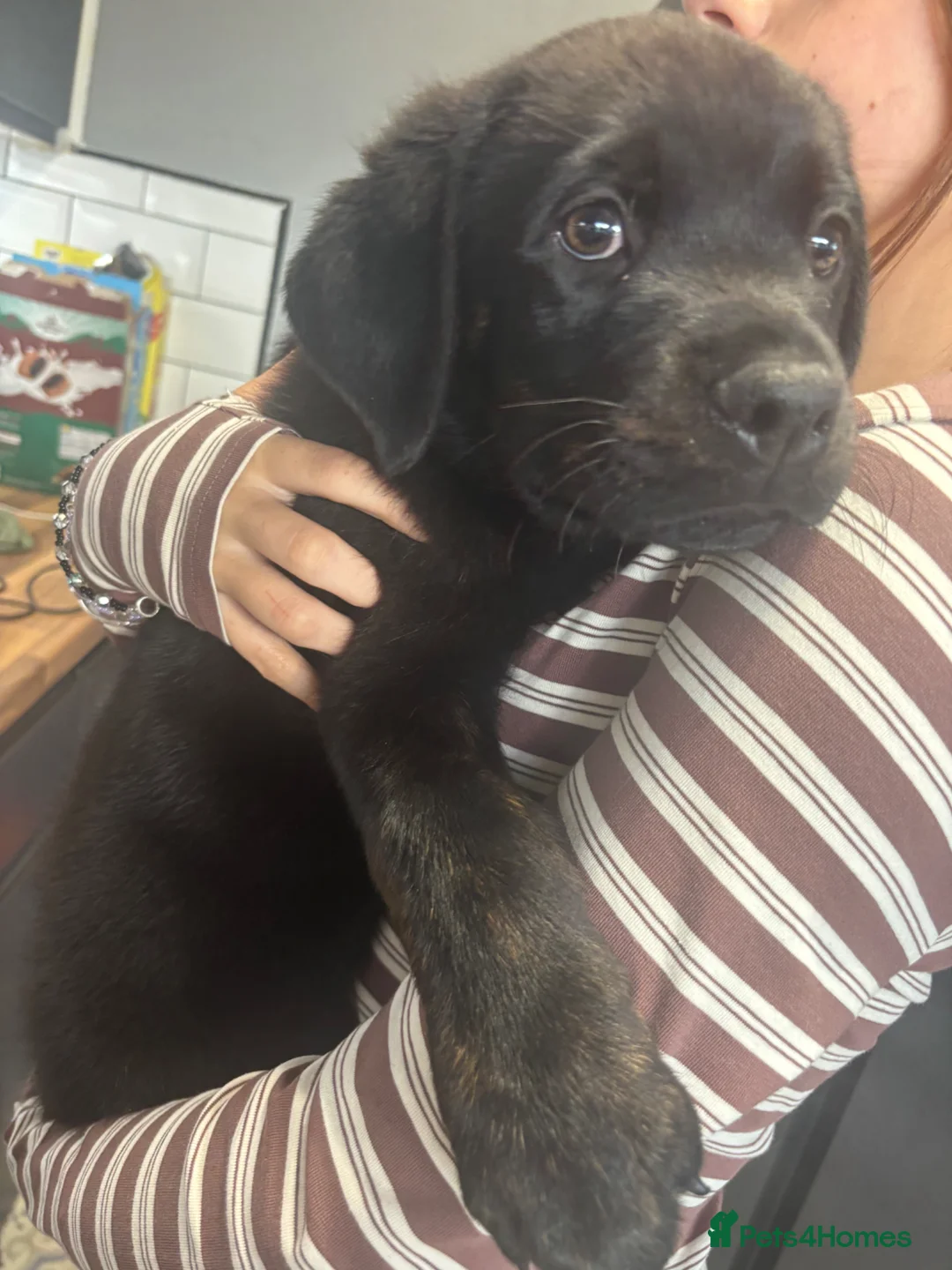 Mixed Breed dogs for sale: Rottweiler x Presa Canario - Advert 1