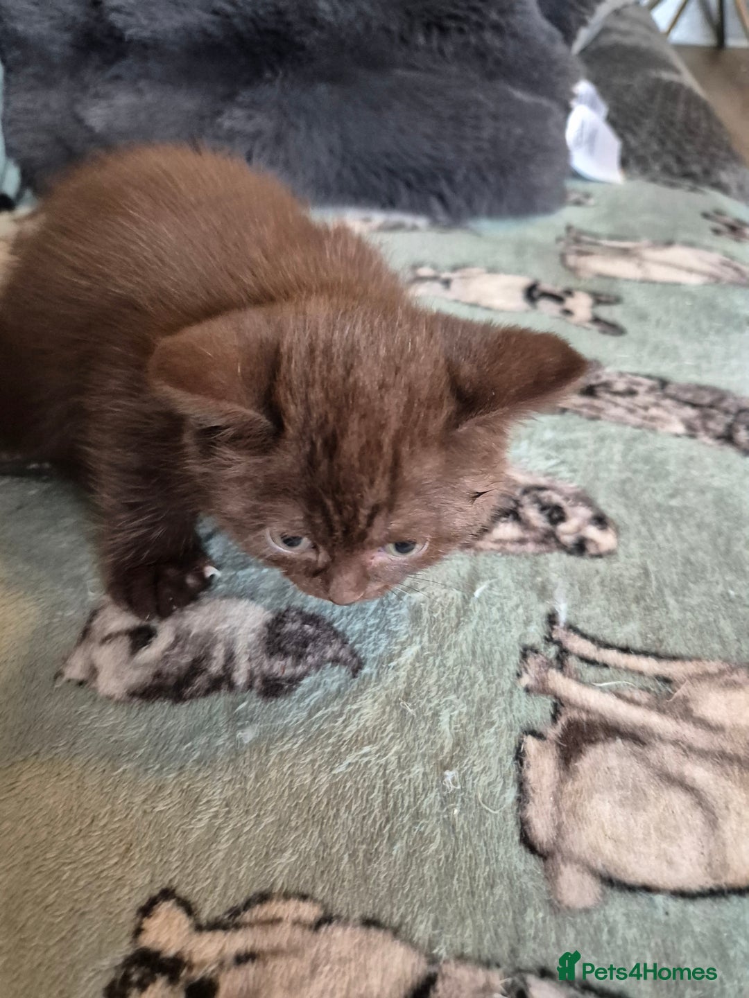 Selkirk Rex cats for sale: Pedigree selkirk rex girls non curly - Advert 11