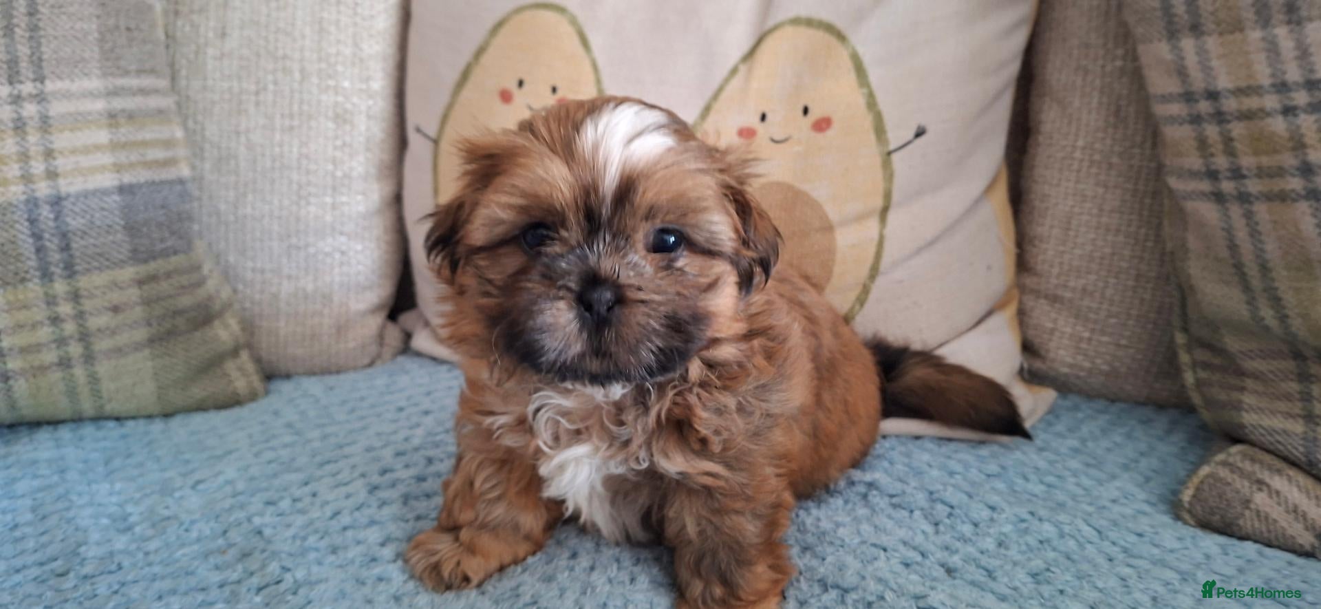 Shih Tzu dogs 5 beautiful KC reg shih Tzu puppies  - Advert 2