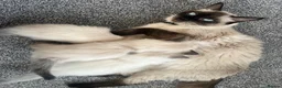 Ragdoll cats for sale: Ragdoll kittens for sale - Advert 3