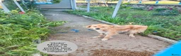 Mixed Breed dogs for adoption: Gobi-2 1/2 yr little fella-Available for adoption  in Brixham - Advert 5