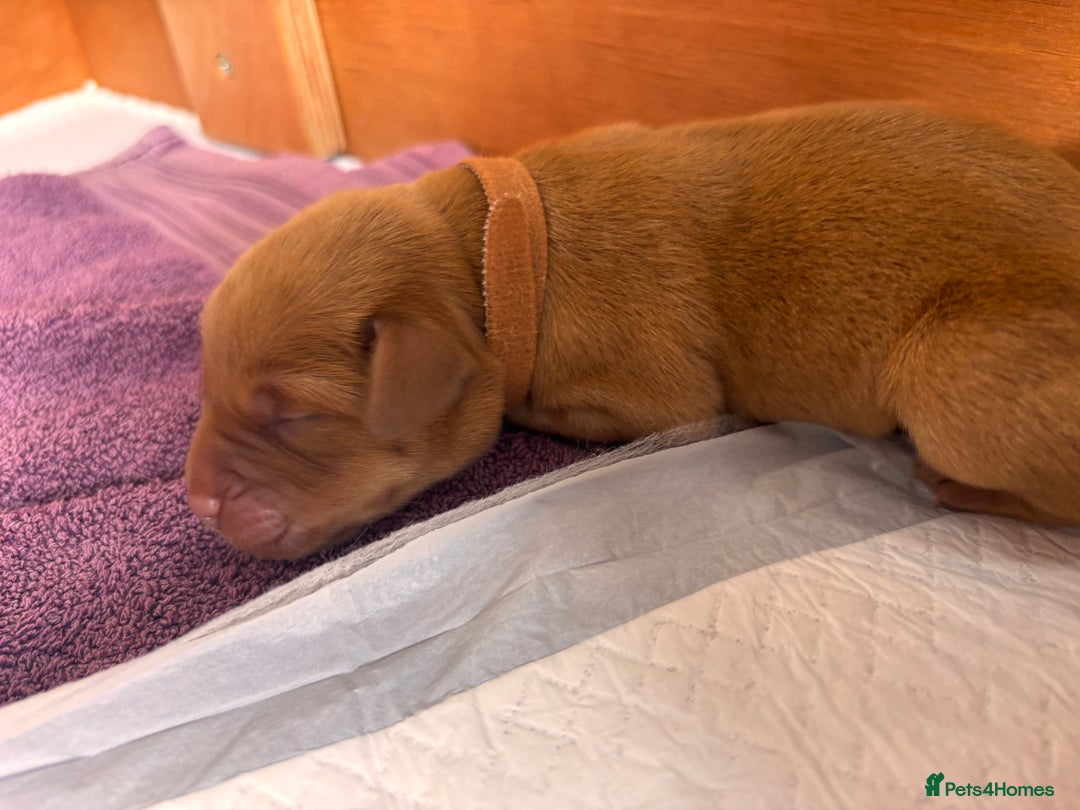 Labrador Retriever dogs for sale: KC Reg ‘Fox Red’ Labrador Retrievers  - Image 10