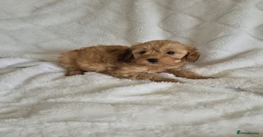 Cockapoo dogs Stunning F1B cockapoo puppys  - Advert 10