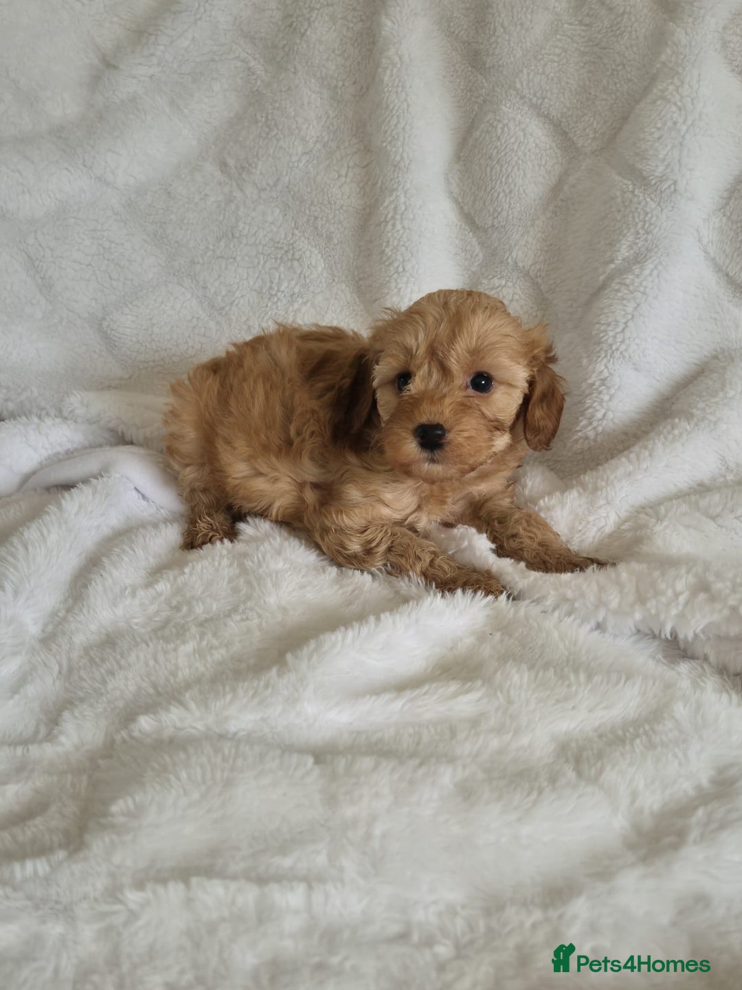 Cockapoo dogs for sale: Stunning cockapoo puppys  - Image 4