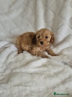 Cockapoo dogs Stunning F1B cockapoo puppys - Advert 2