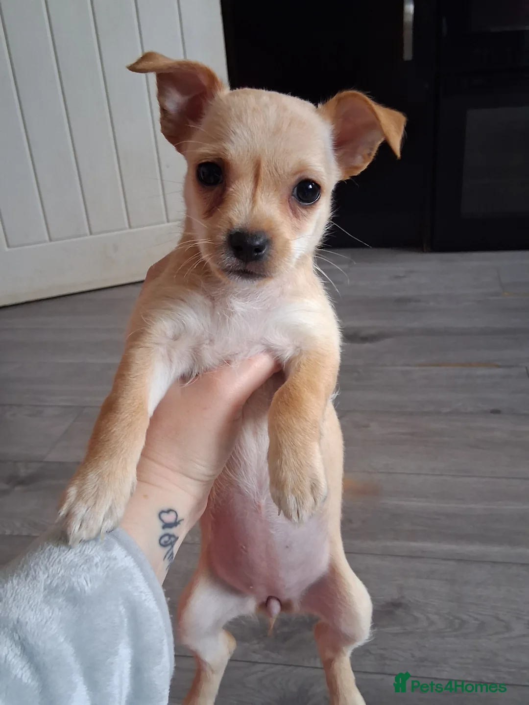 Mixed Breed dogs for sale: Jack Russel X Chihuahua Puppies  - Advert 12