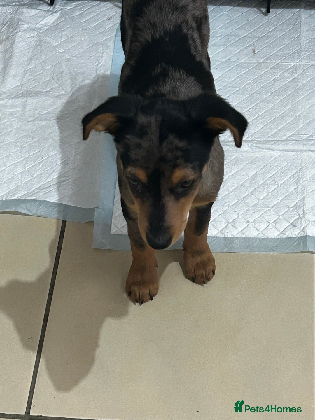 Mixed Breed dogs for sale: Whippet cross  - Advert 5