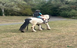 Irish Cob horses for sale: 14.2 Gelding Cob - Image 4