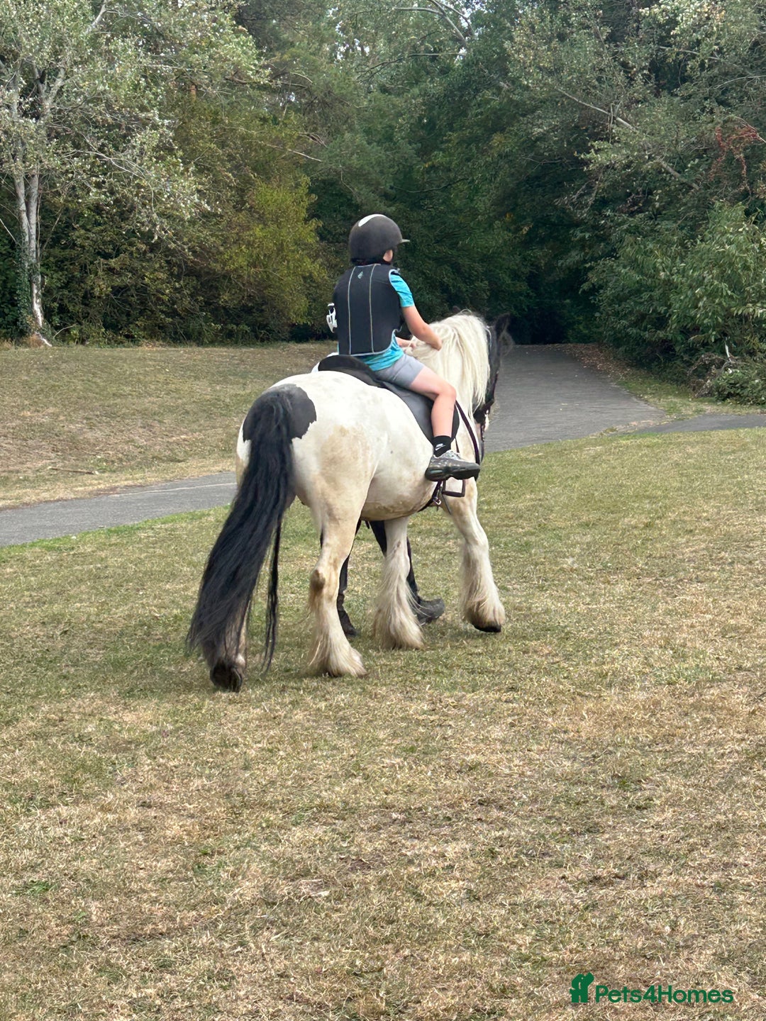 Irish Cob horses for sale: 14.2 Gelding Cob - Image 4